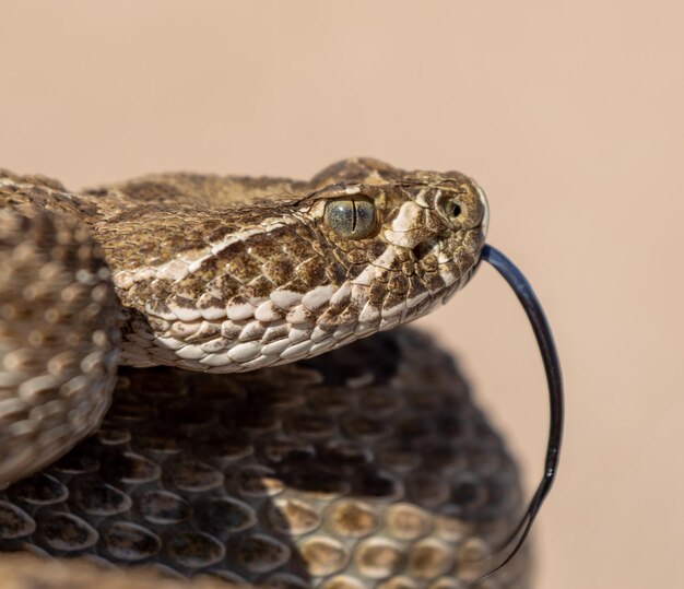 Foto um close de um lagarto