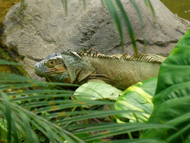 Foto um close de um lagarto