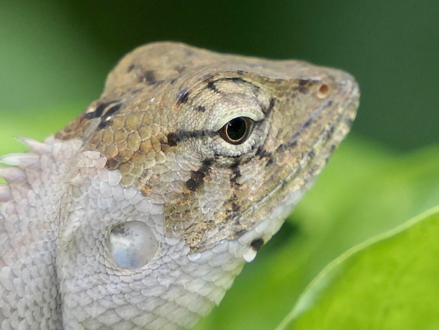 Foto um close de um lagarto