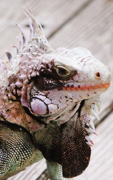 Foto um close de um lagarto