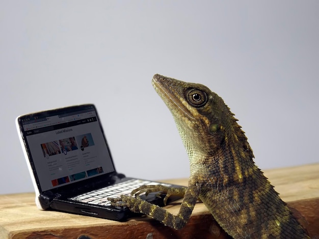 Foto um close de um lagarto