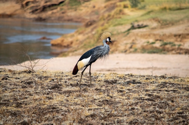 Foto um close de um maravilhoso guindaste coroado cinzento na margem arenosa de um rio africano