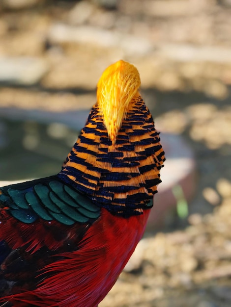 Foto um close de um pássaro