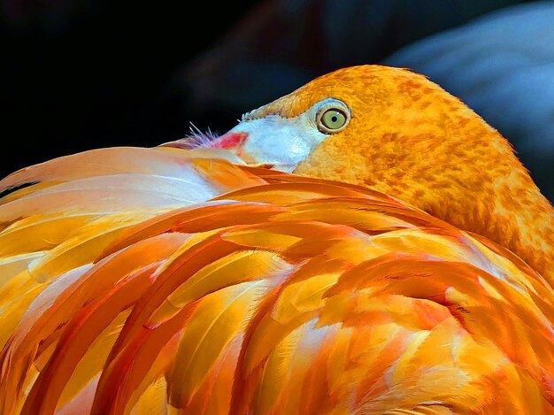 Foto um close de um pássaro