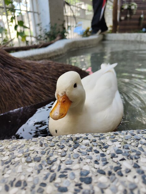 Foto um close de um pássaro