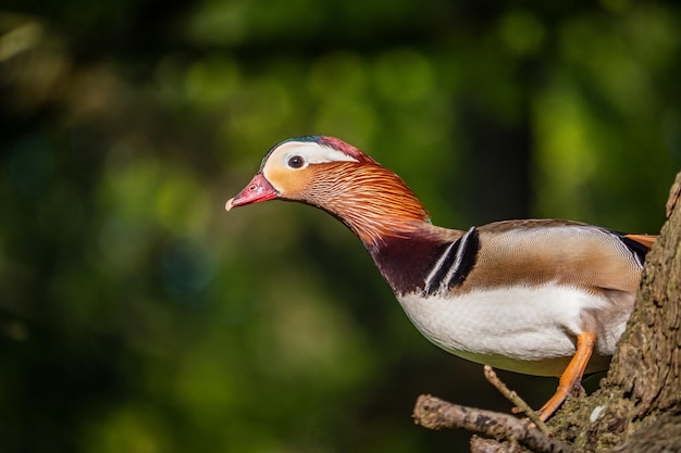 Foto um close de um pássaro