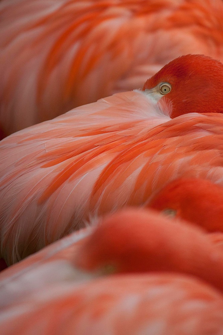 Foto um close de um pássaro