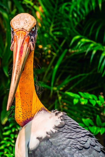 Foto um close de um pássaro