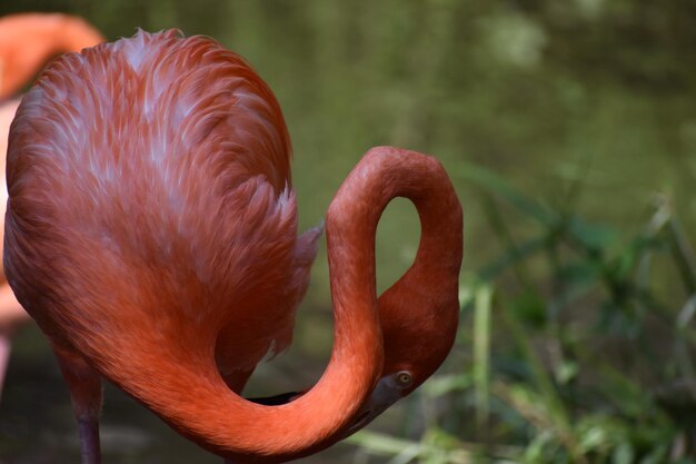 Foto um close de um pássaro