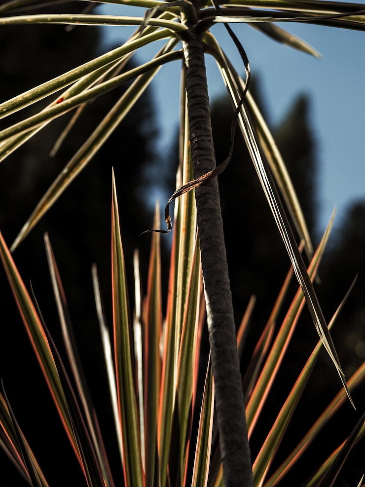 Foto um close de um pássaro