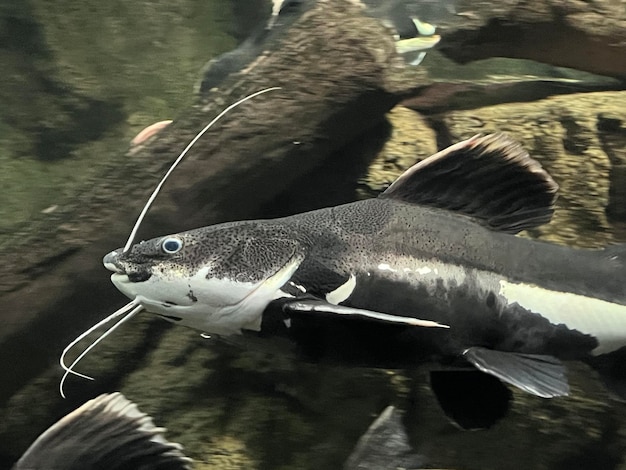 Foto um close de um peixe phractocephalus