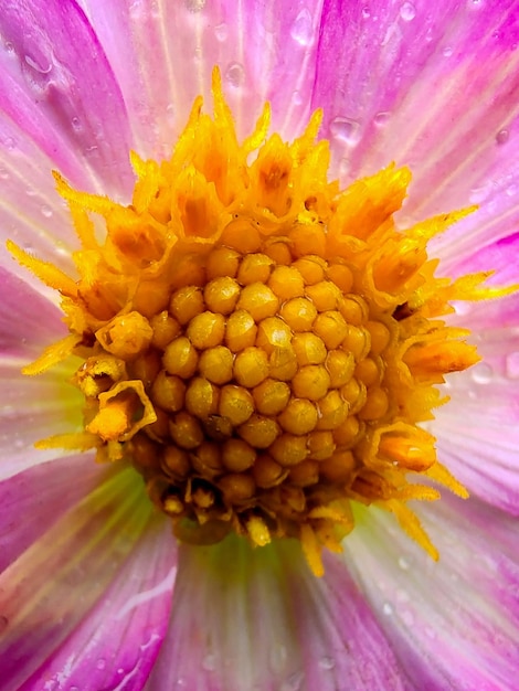 Um close de um pistilo amarelo no meio de uma dália de flor rosa