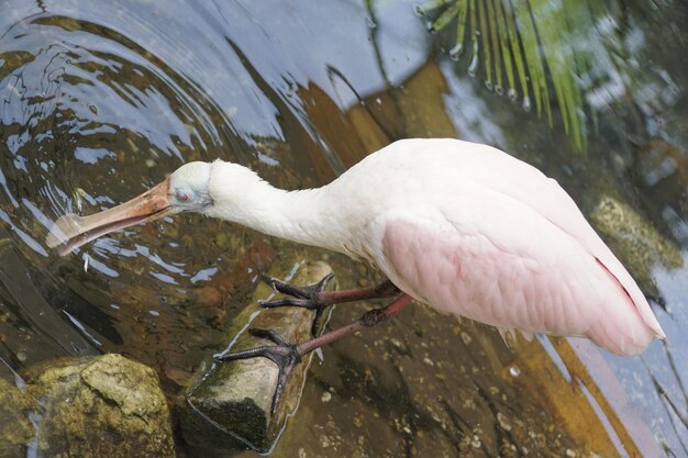 Foto um close de um roseate spoonbill à procura de comida na lagoa rasa