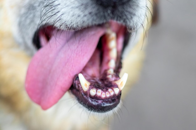 Foto um close de um rosto de cão com presas e uma língua protuberante