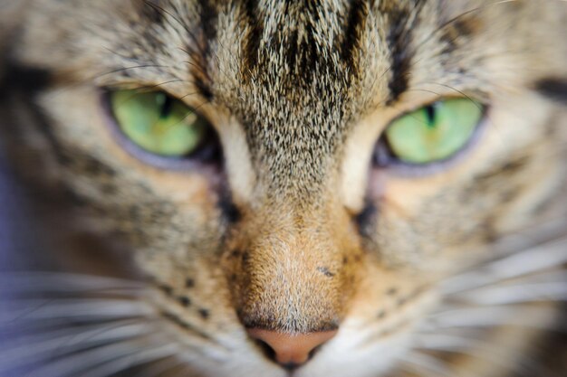 Foto um close de um rosto de gato com olhos verdes um gato com bigode