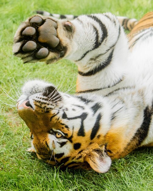 Foto um close de um tigre na grama