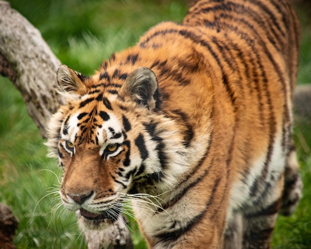 Foto um close de um tigre