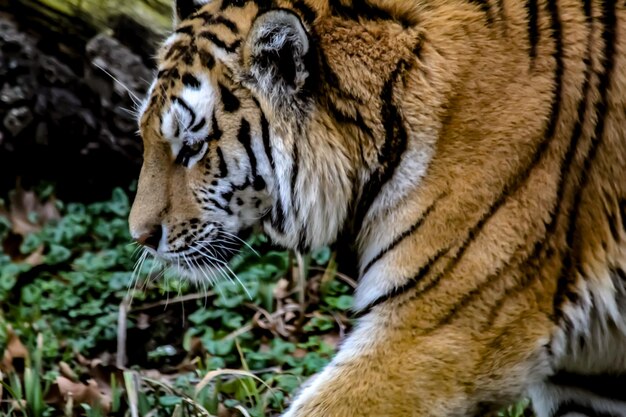 Foto um close de um tigre