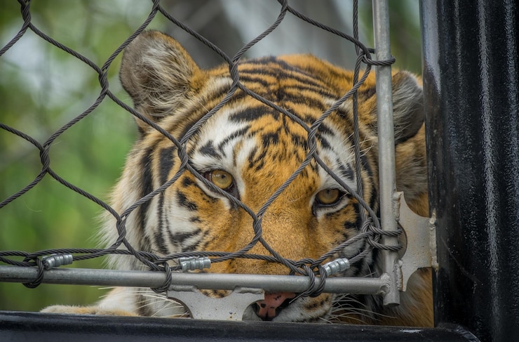 Foto um close de um tigre
