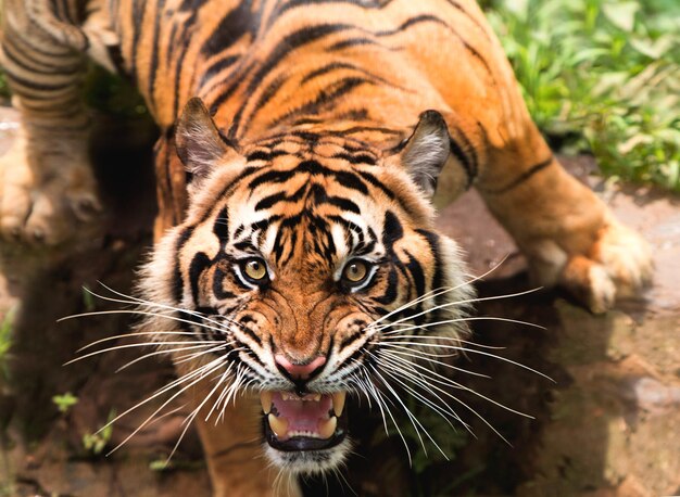 Foto um close de um tigre