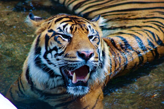 Foto um close de um tigre