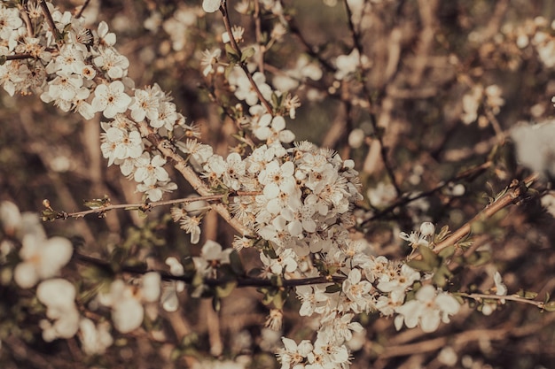 Um close de uma árvore com flores brancas