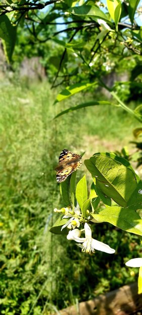 Foto um close de uma borboleta em uma folha