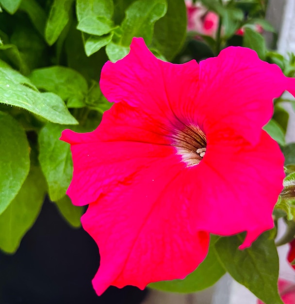 Foto um close de uma flor de petúnia vermelha rosa