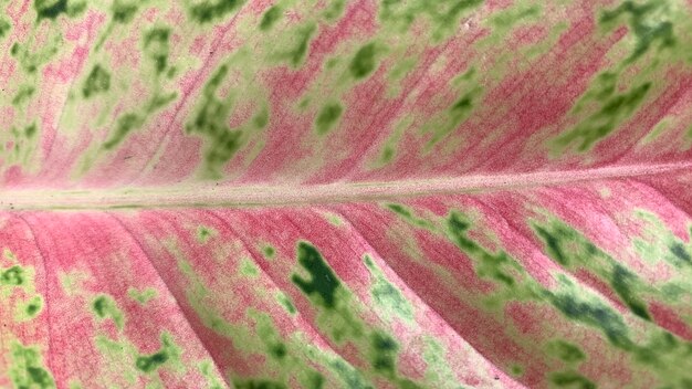 Foto um close de uma folha de aglonema que tem um padrão único, fundo único, sem pessoas