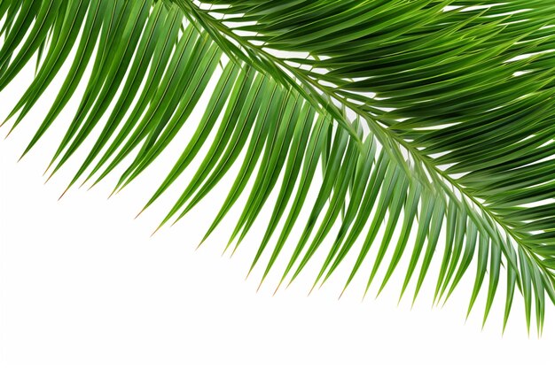 um close de uma folha de palmeira com um fundo branco generativo ai