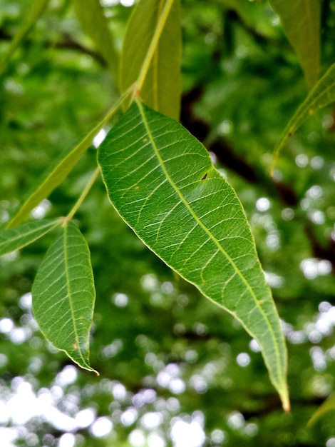 Foto um close de uma folha verde