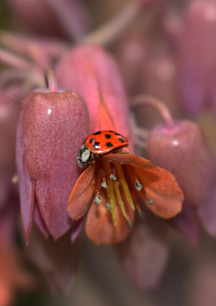 Um close de uma mariposa em flor