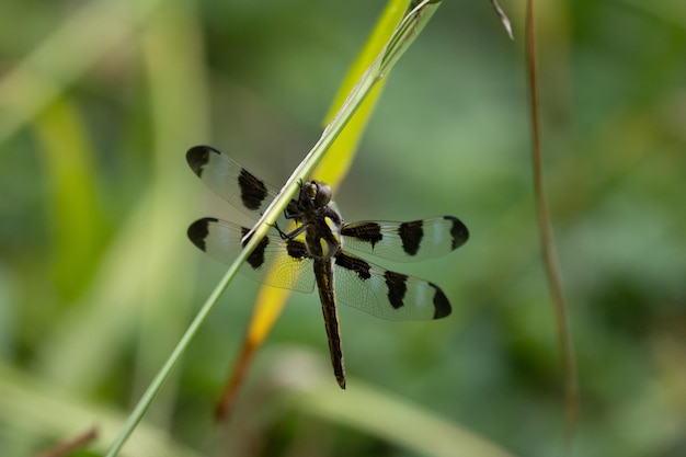 Um close de uma mosca dragão na grama verde