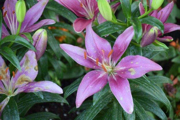 Um close de uma planta com flores rosas.