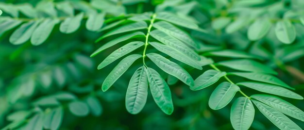 Um close de uma planta de folhas verdes