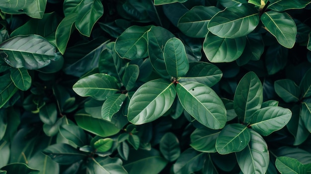 Um close de uma planta de folhas verdes