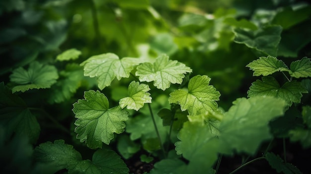 Um close de uma planta verde com folhas