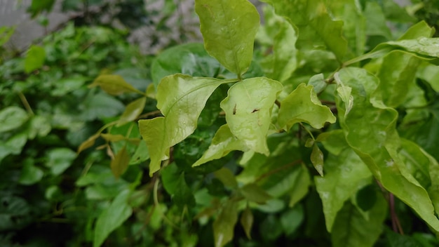 Um close de uma planta