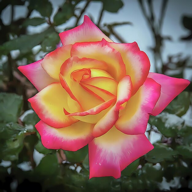 Foto um close de uma rosa rosa vibrante