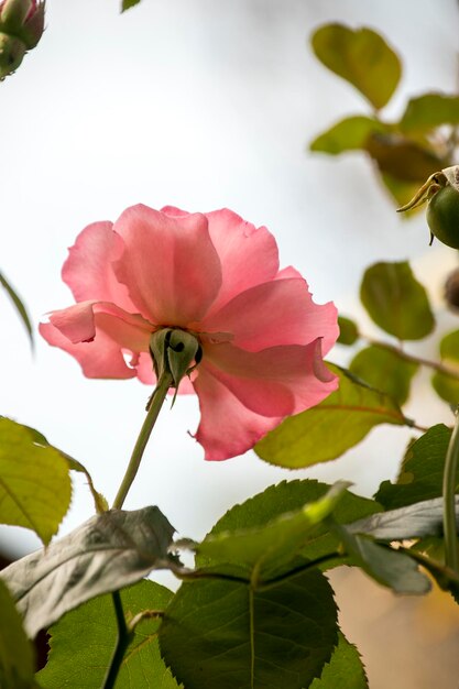 Foto um close de uma rosa