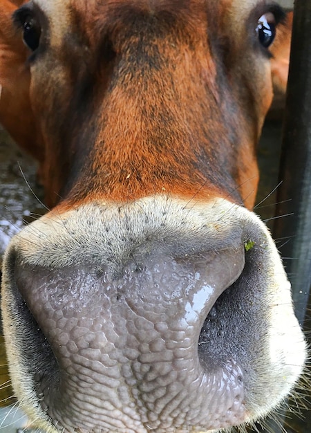 Foto um close de uma vaca