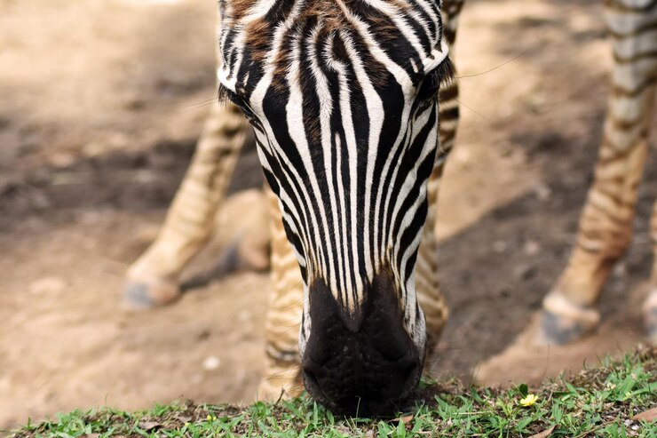 Foto um close de uma zebra