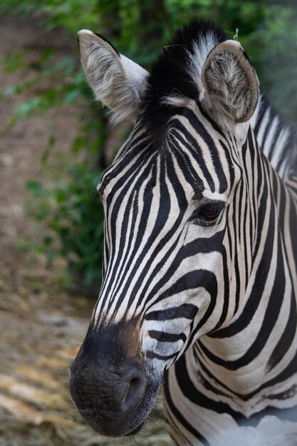 Foto um close de uma zebra