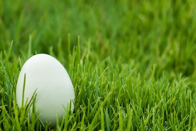 Um close detalhado de ovos verdes de galinha na grama