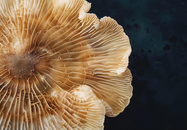 Um close detalhado de uma capa de cogumelo mostrando suas brânquias intrincadas contra um fundo escuro que realça sua beleza natural