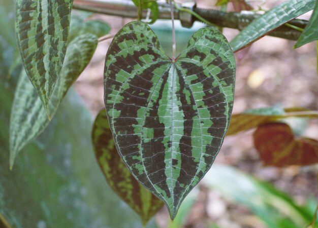 Foto um close do belo padrão de folhas da dioscorea dodecaneura