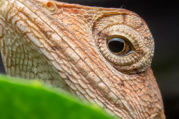 Um close do calotes versicolor ou lagarto de jardim oriental nos galhos secos pela manhã