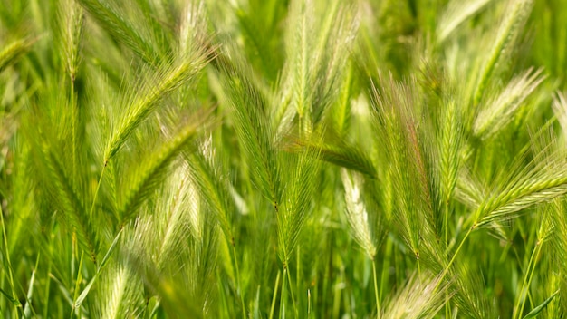 um close do trigo colorido na primavera com turva perto de uma fazenda