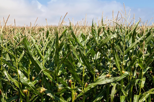 Um close em um campo de milho pronto para a colheita