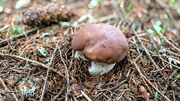 Um close na floresta é um cogumelo branco, um cogumelo do gênero boletus, o mais valioso